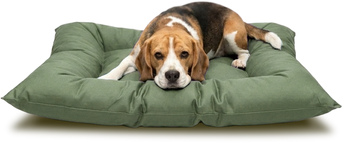 Perro descansando